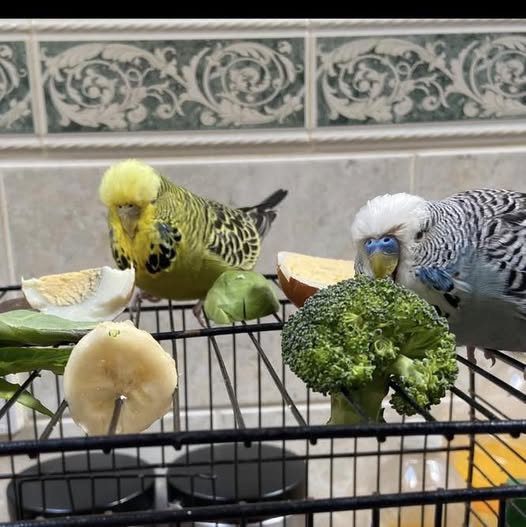 budgie eating fresh broccoli