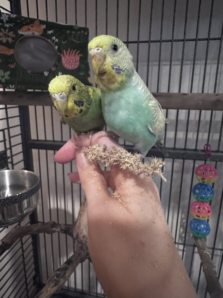 budgie first time owner paradise pets swindon