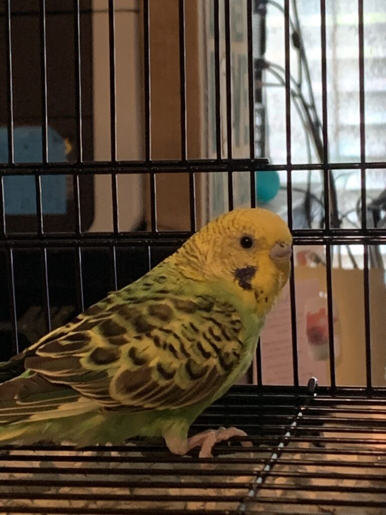 budgie fixated on mirror in cage