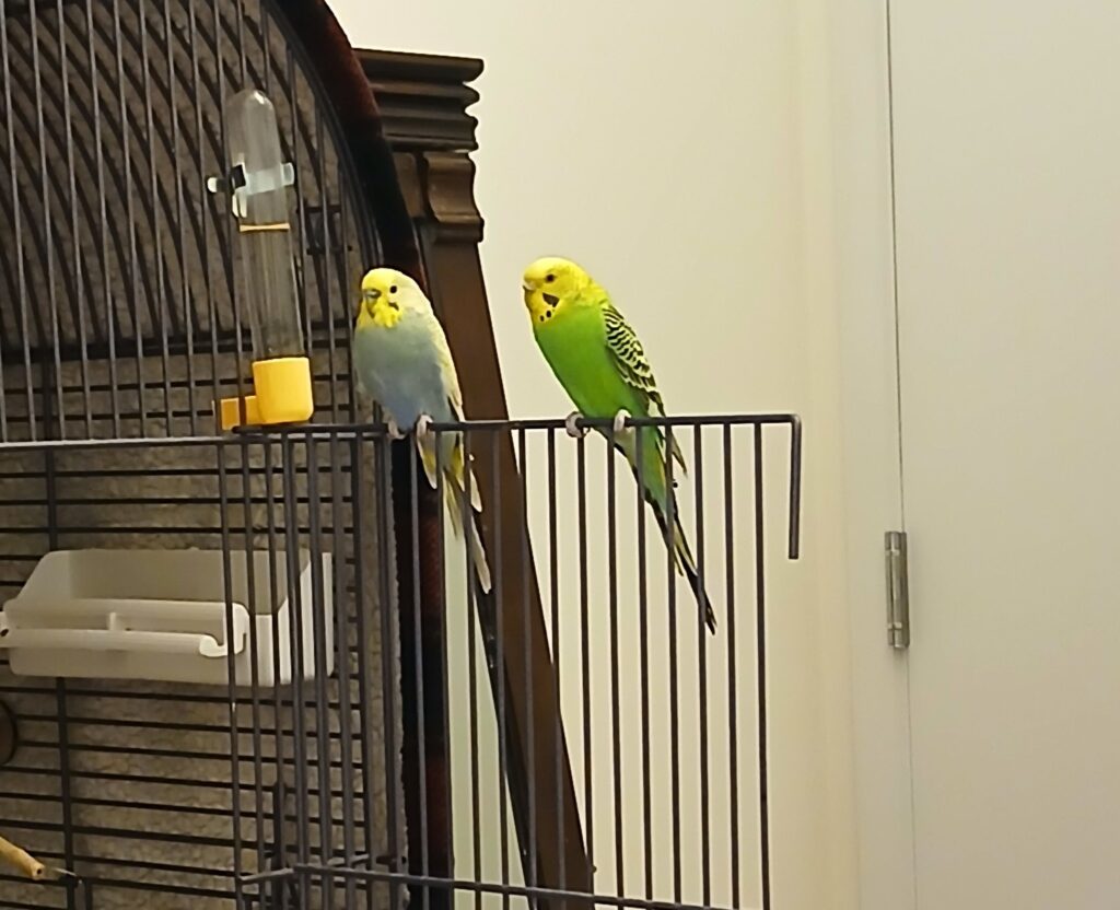 budgie free flying in flat UK