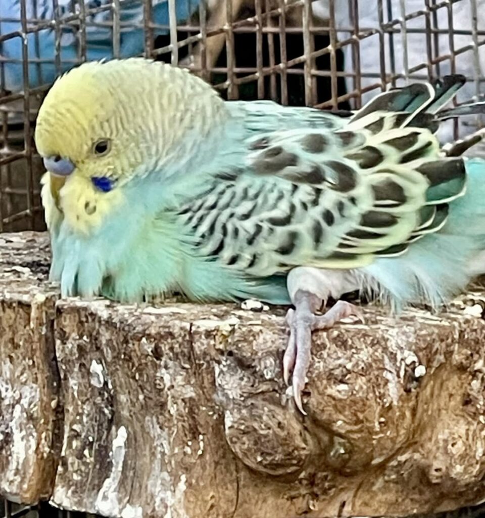 budgie frightened on perch uk