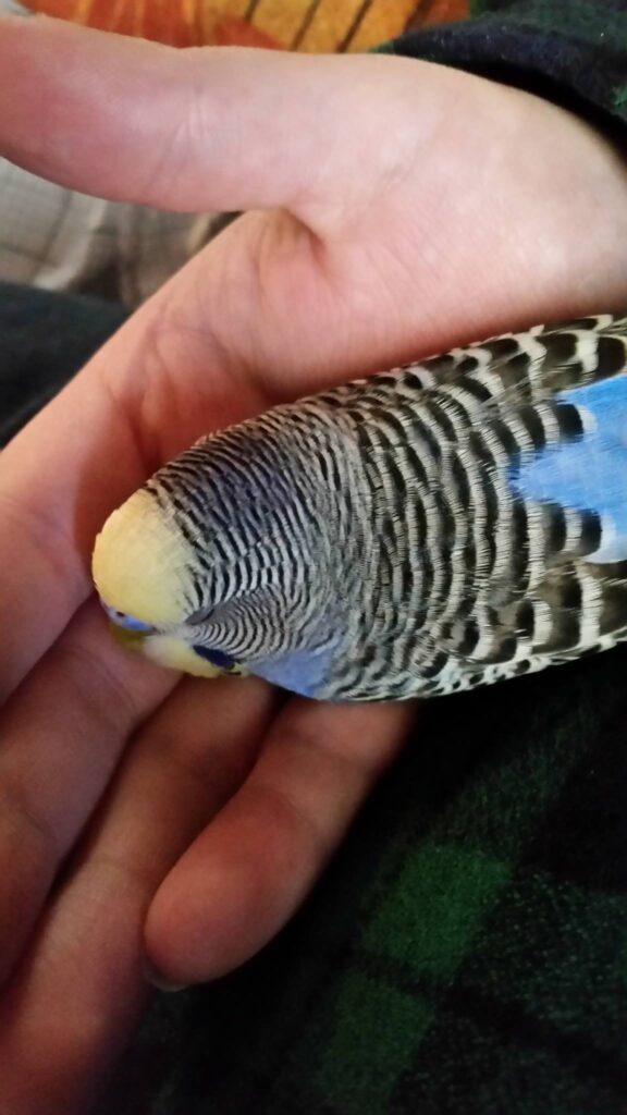 budgie head bobbing normal bonding behaviour