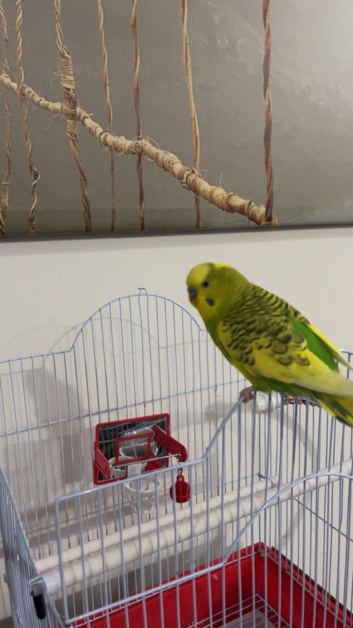 budgie in clean cage in ventilated room