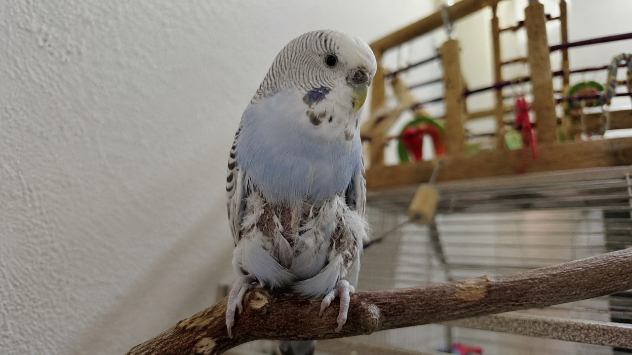 budgie losing feathers