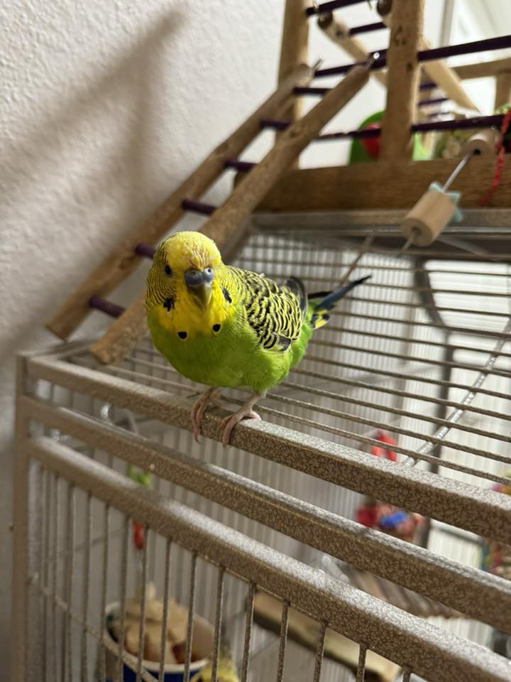 budgie mid moult with pin feathers