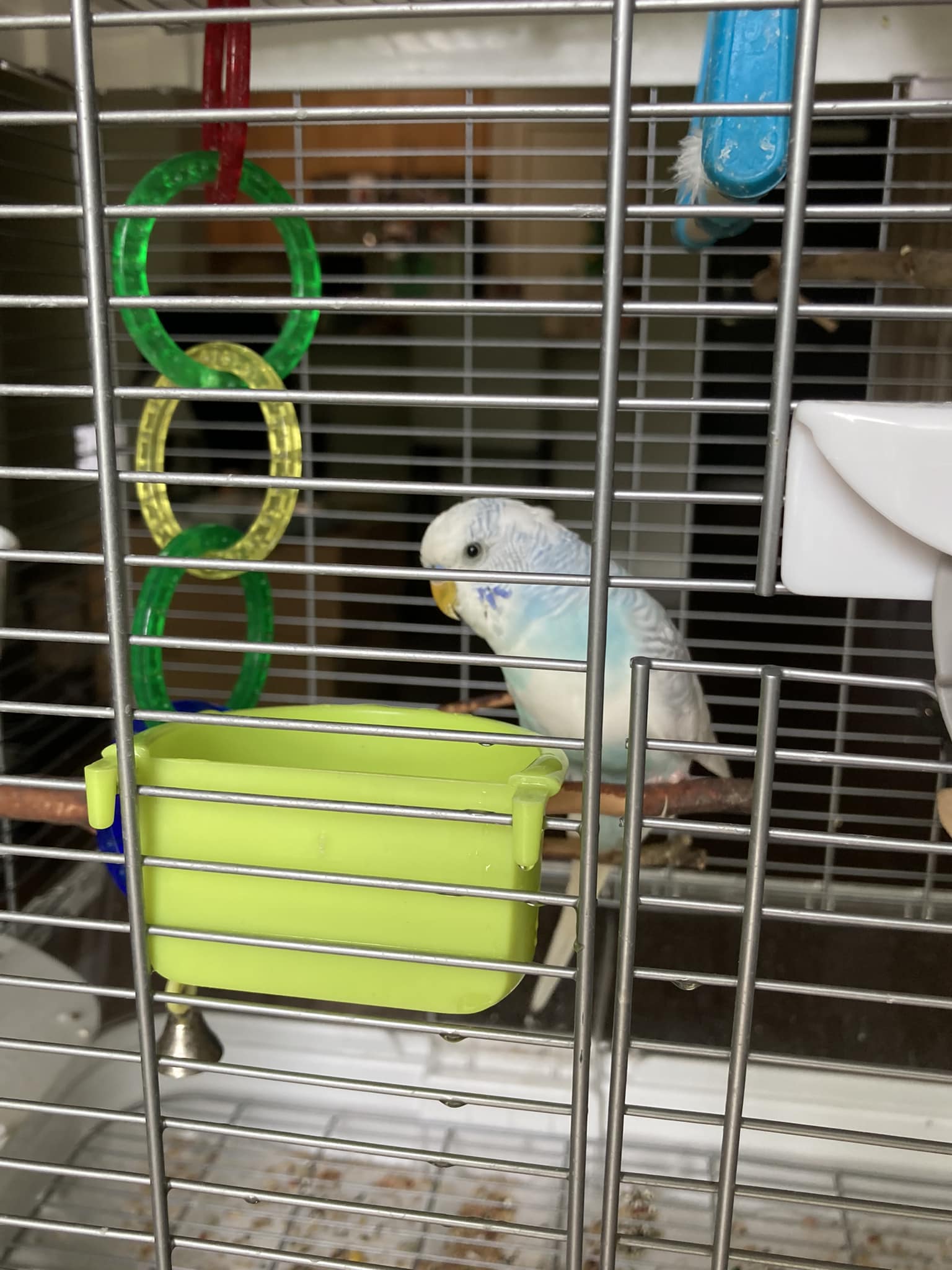 budgie older owner home companion uk
