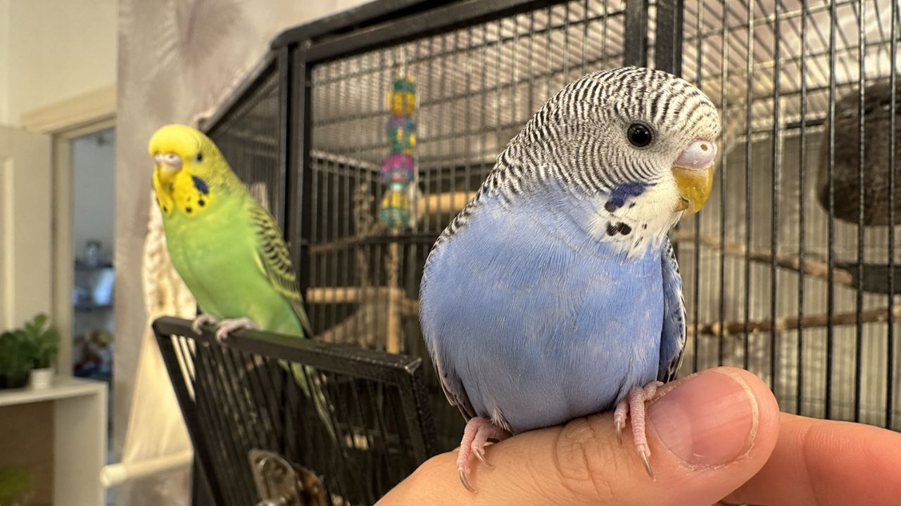 budgie older owner paradise pets swindon