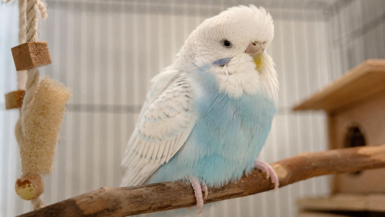 budgie puffed up paradise pets swindon