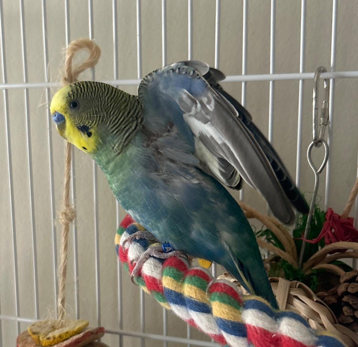 budgie respiratory illness tail bobbing uk