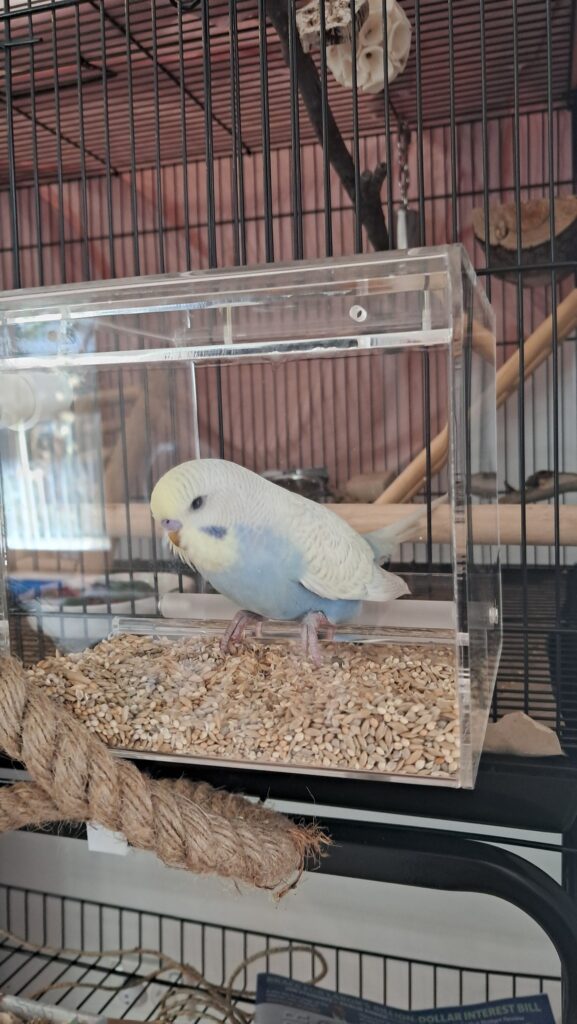 budgie seed bowl with empty husks