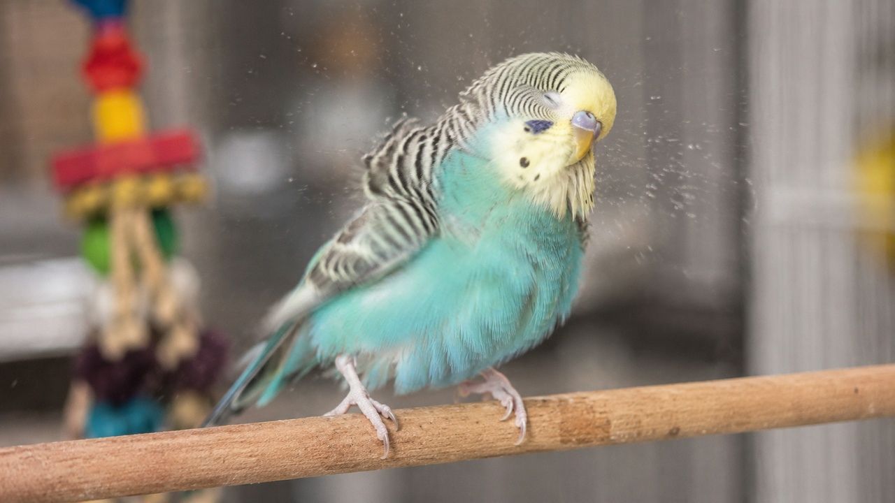budgie shaking paradise pets swindon