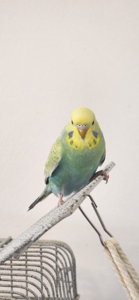 budgie shaking trembling on perch uk