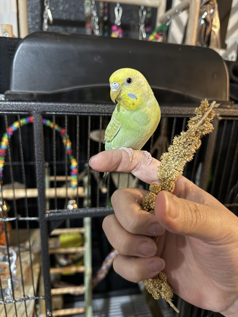budgie singing perch paradise pets