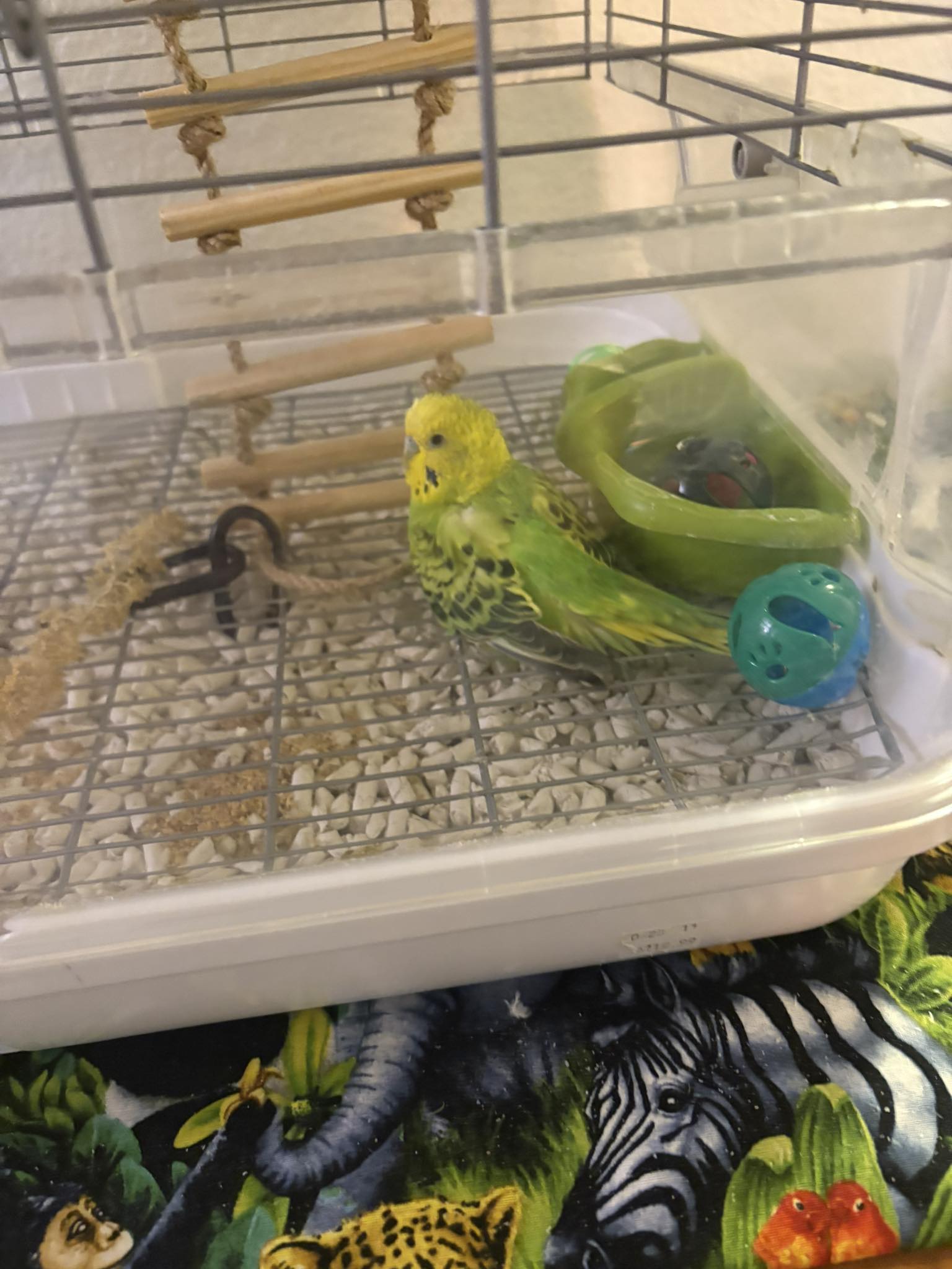 budgie sitting bottom of cage sick uk