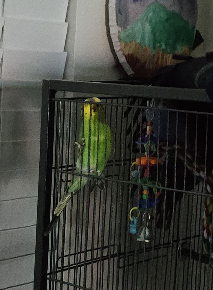 budgie sleeping on perch contentment UK
