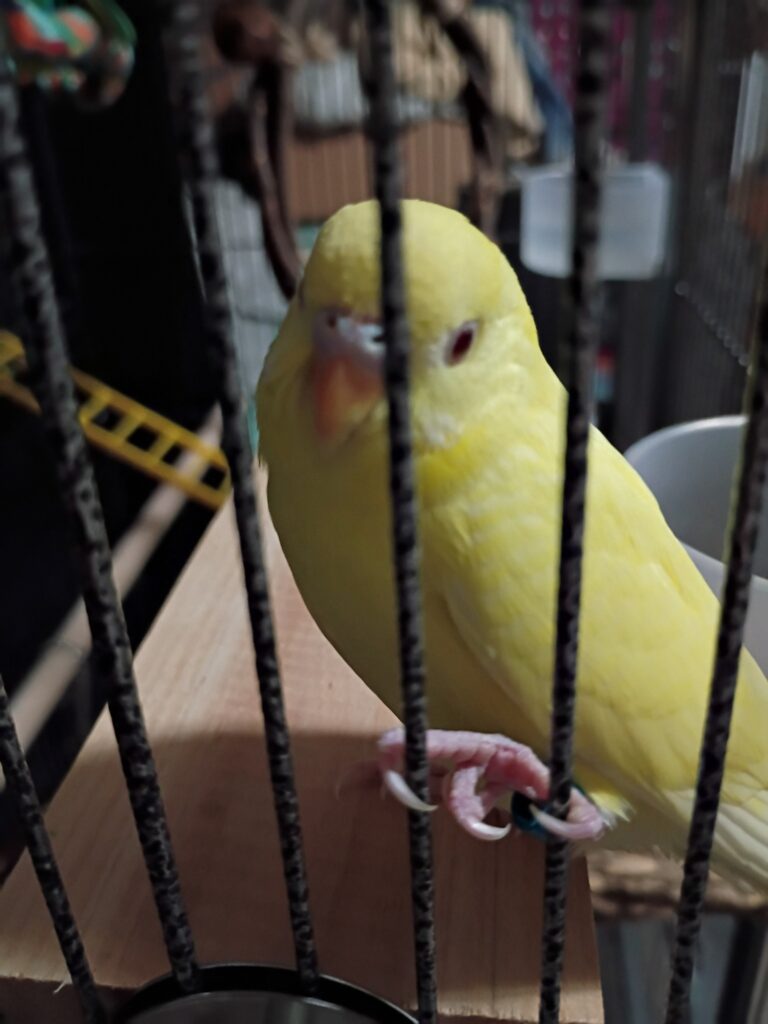 budgie tail bobbing respiratory uk 