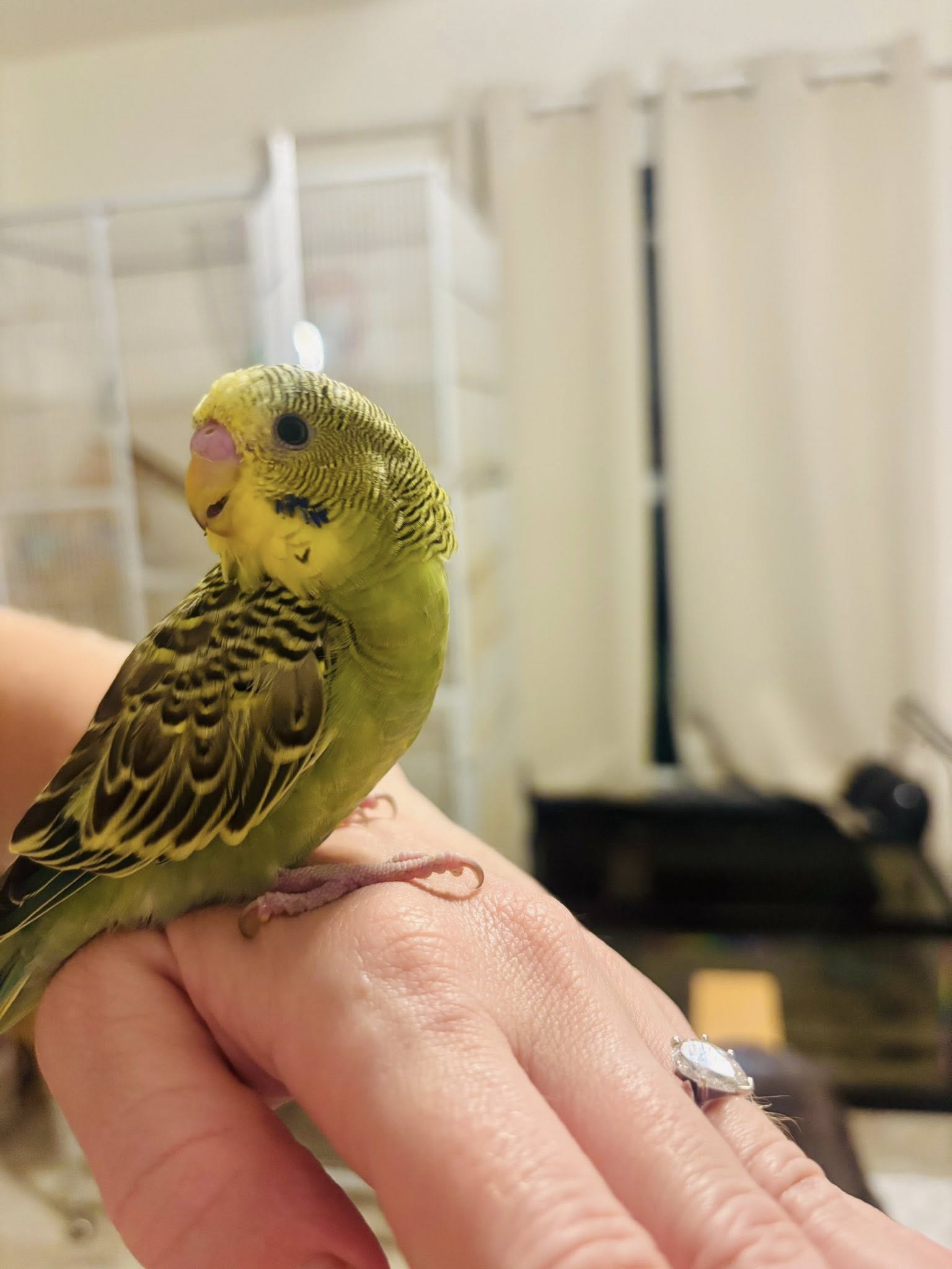 budgie toxic fumes exposure emergency uk 