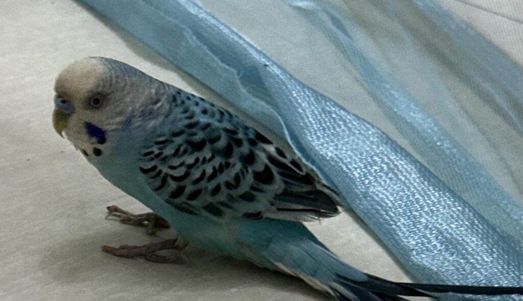 budgie with abnormal flight feathers