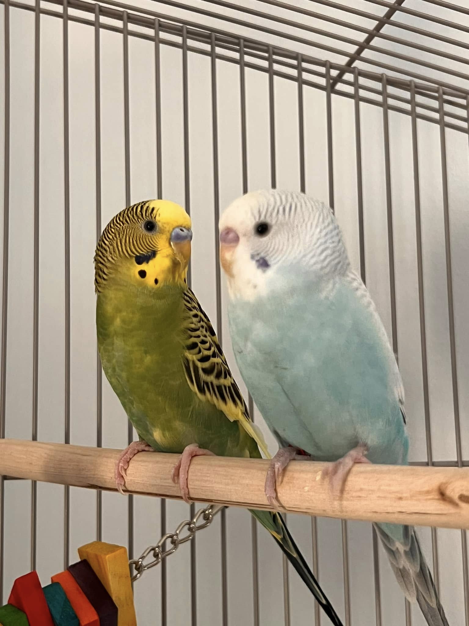 budgies in different colours on perches