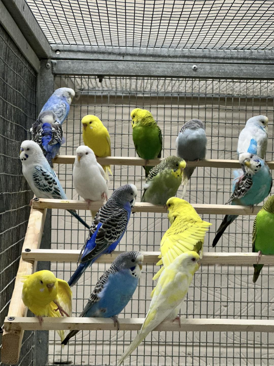 budgies in paradise pets store
