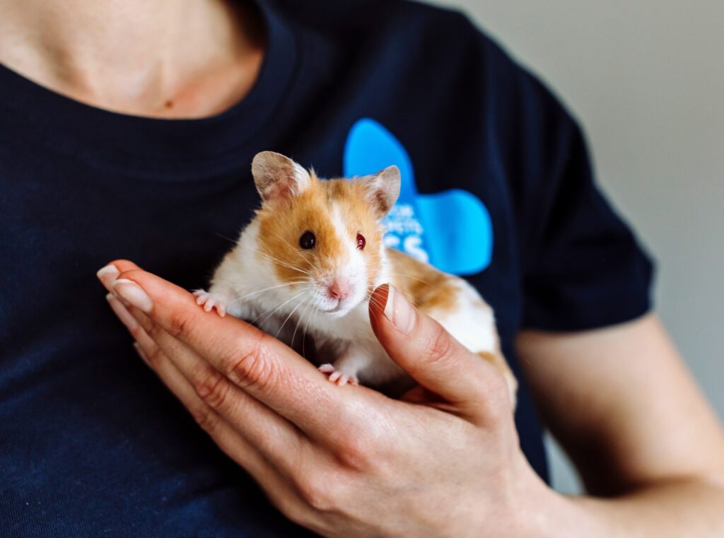 child holding hamster correctly UK