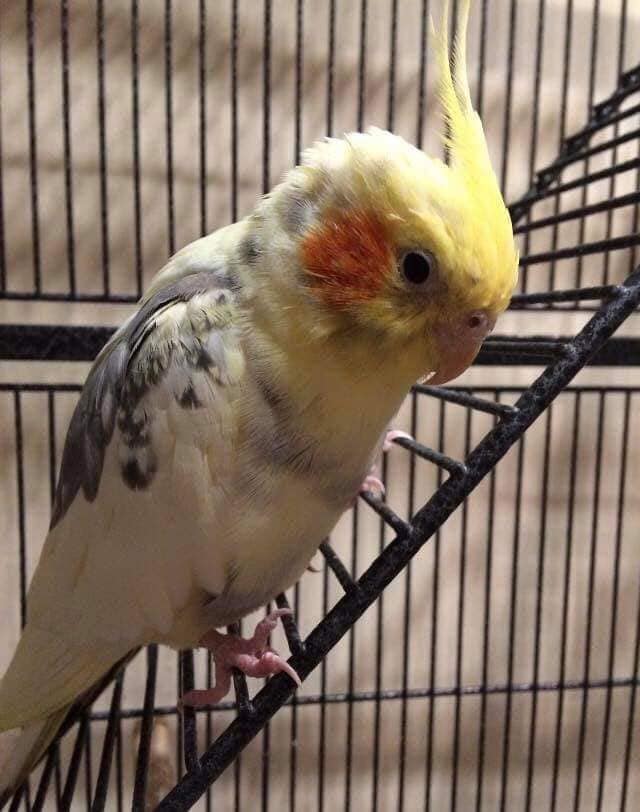 cockatiel at dawn in covered cage