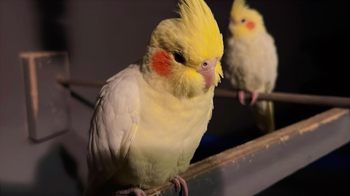 cockatiel calling on perch uk