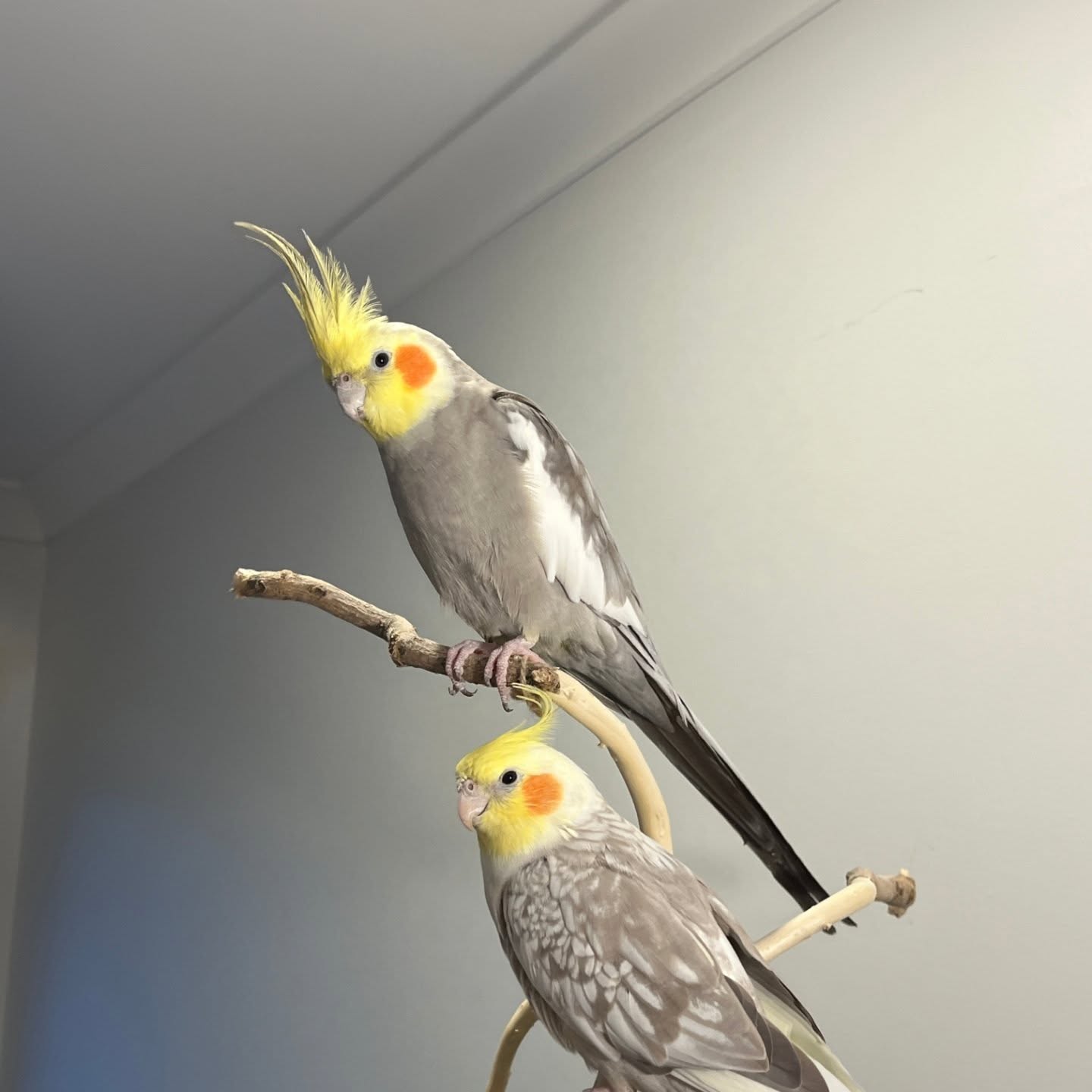 cockatiel hormonal behaviour spring uk