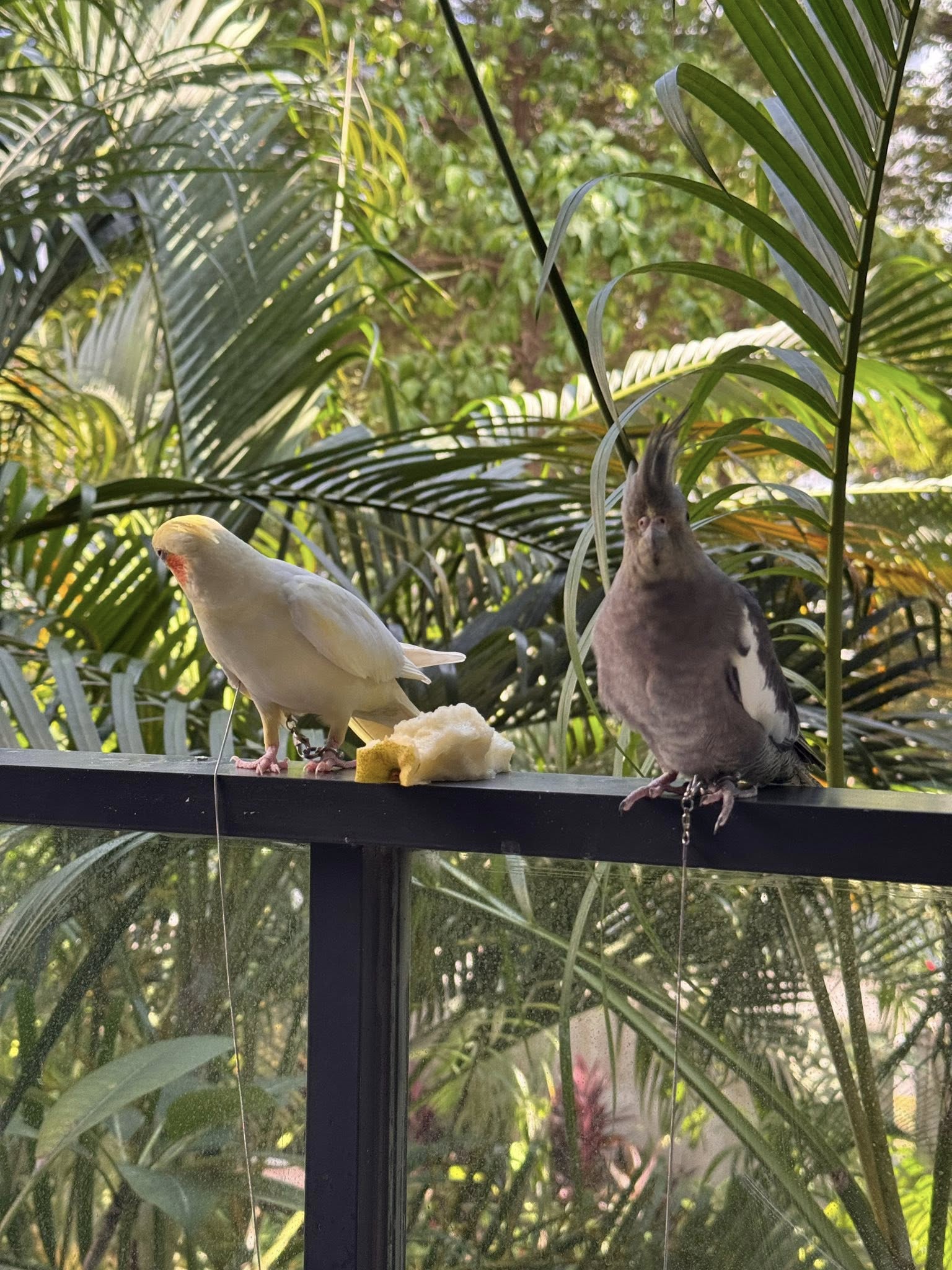 cockatiel in safe cage away from kitchen fumes