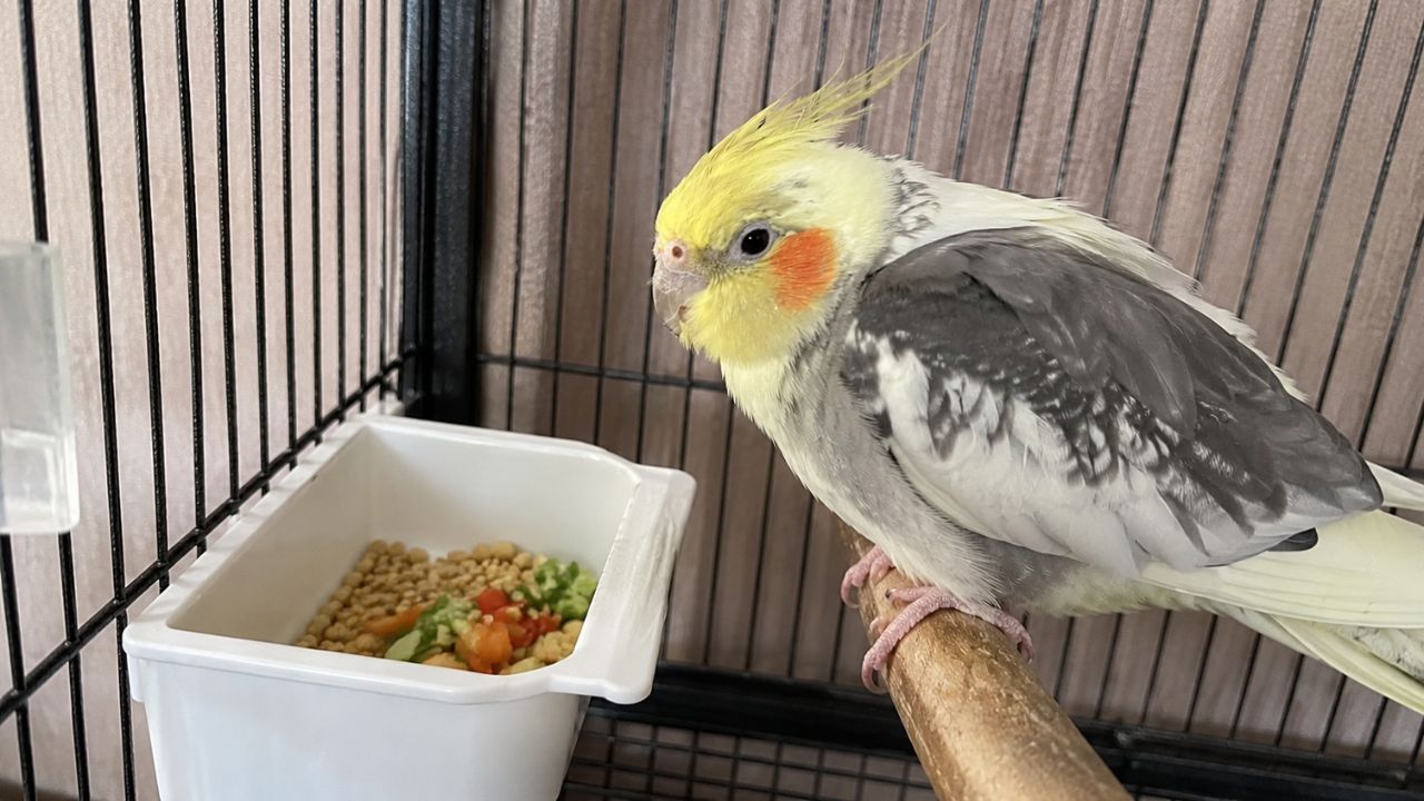 cockatiel not eating