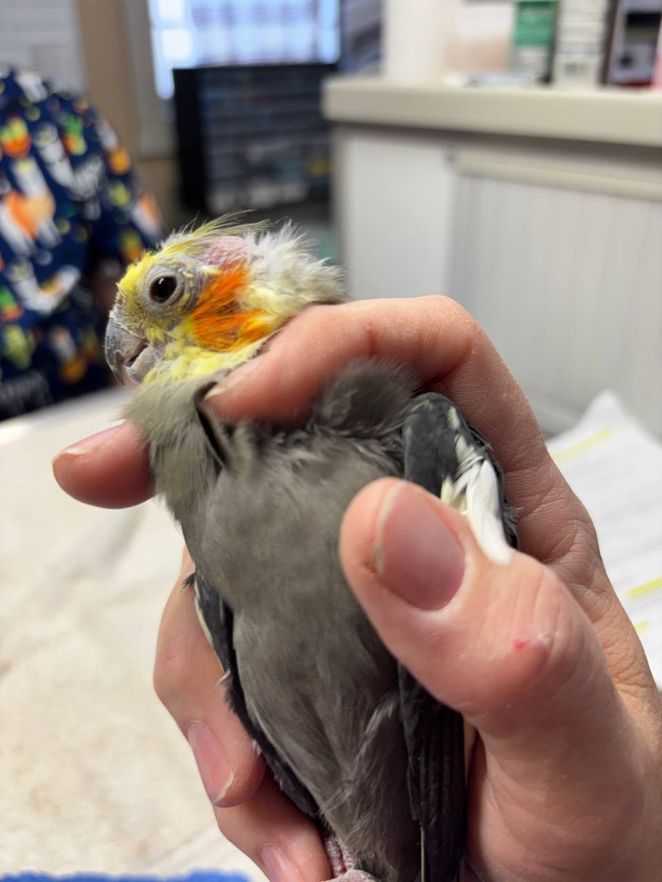 cockatiel with ruffled feathers showing illness