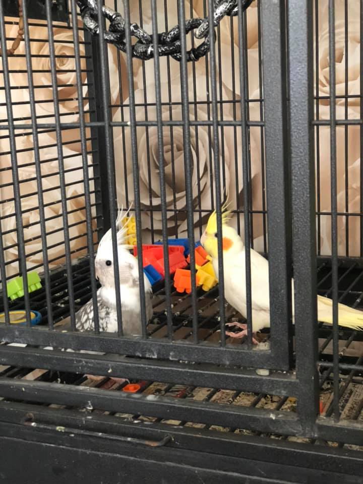 cockatiel with toys in cage uk