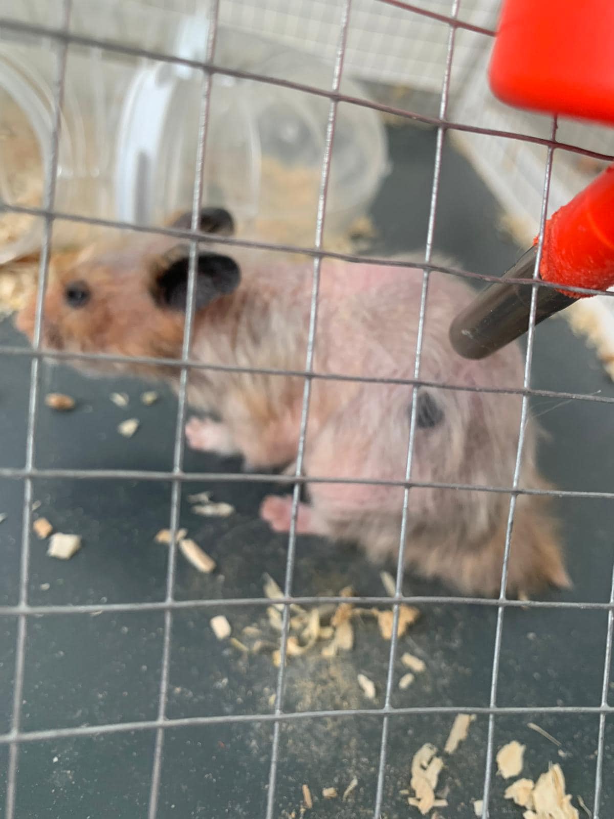 elderly Syrian hamster with thinning fur