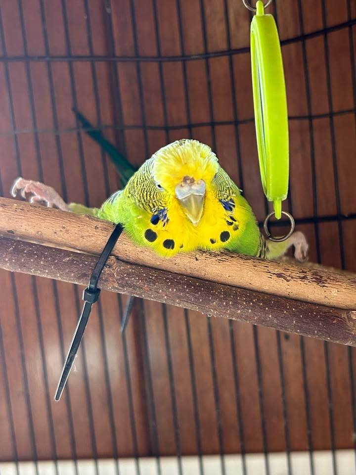 elderly budgie resting low in cage uk