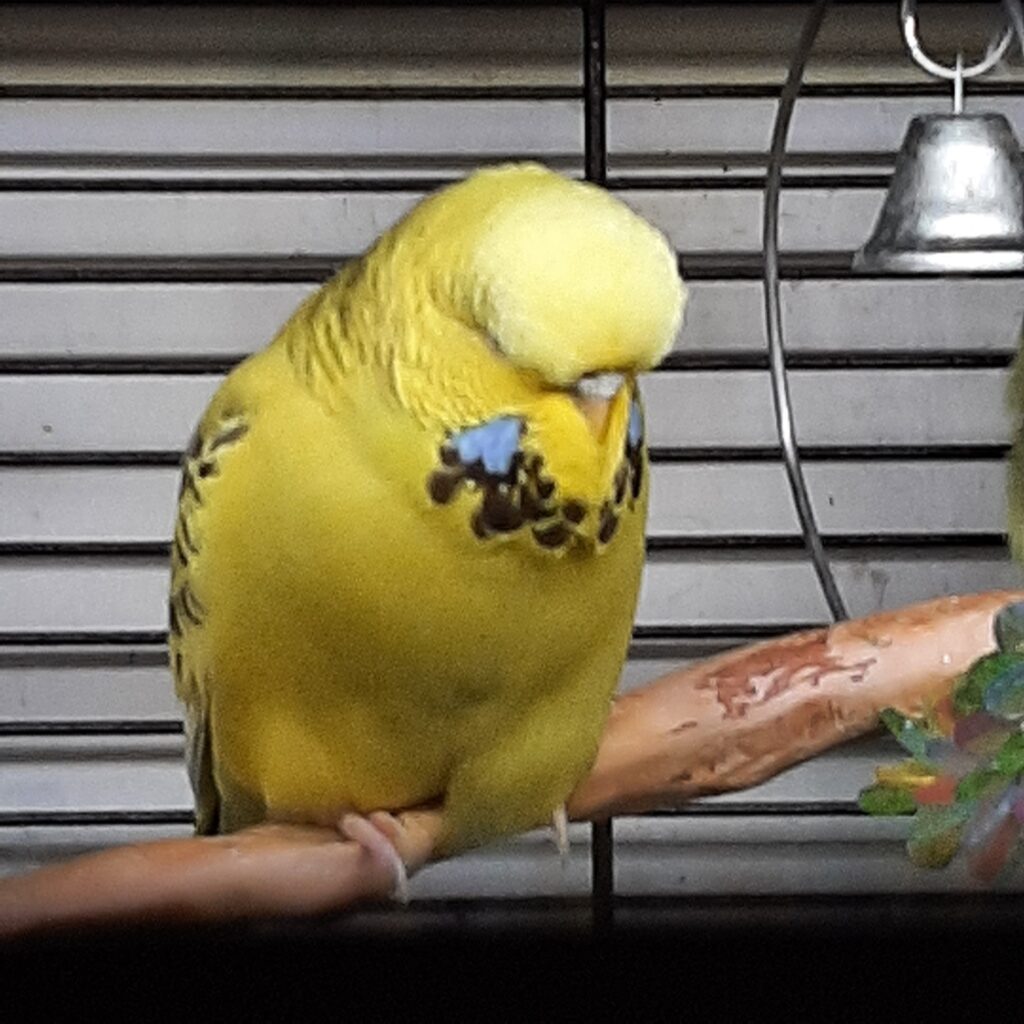 english budgie calm fluffy paradise pets