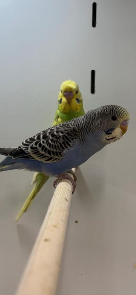 family choosing a pet at Paradise Pets Swindon