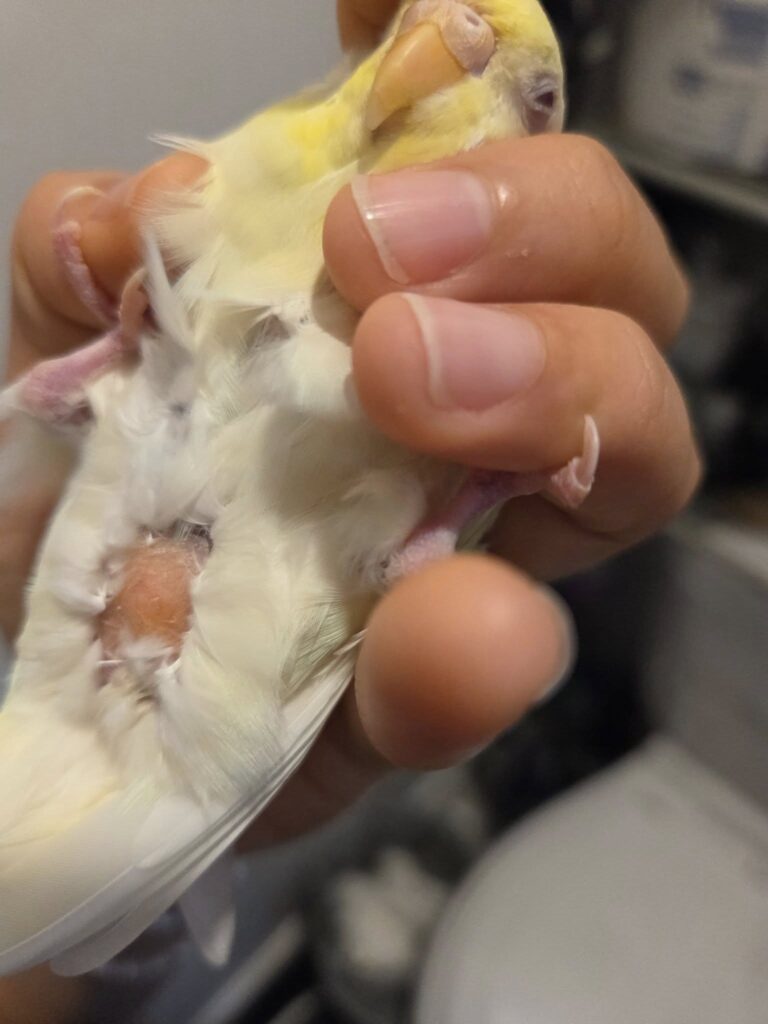 female budgie egg binding puffed up uk
