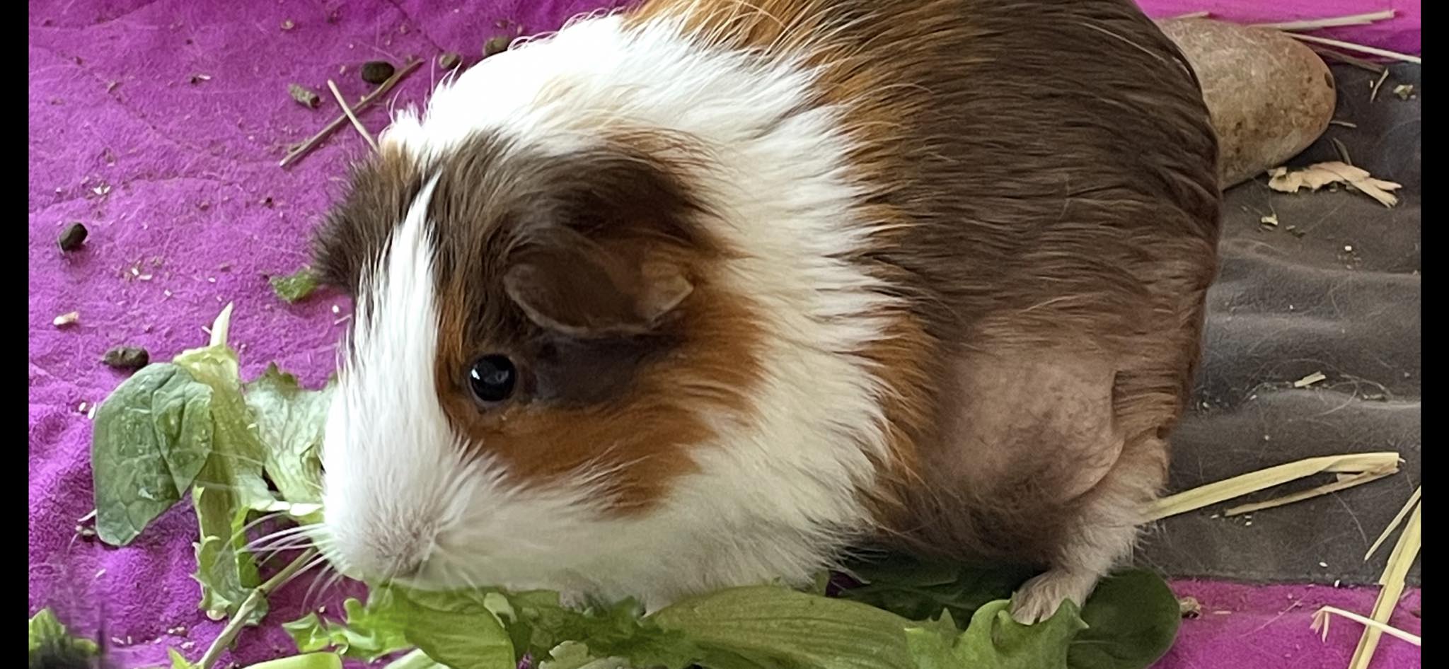 female guinea pig with symmetrical flank hair loss