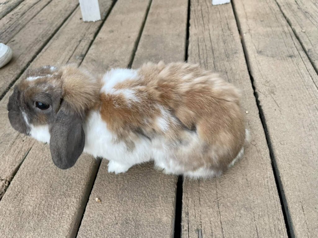  female rabbit fur loss hormonal uk