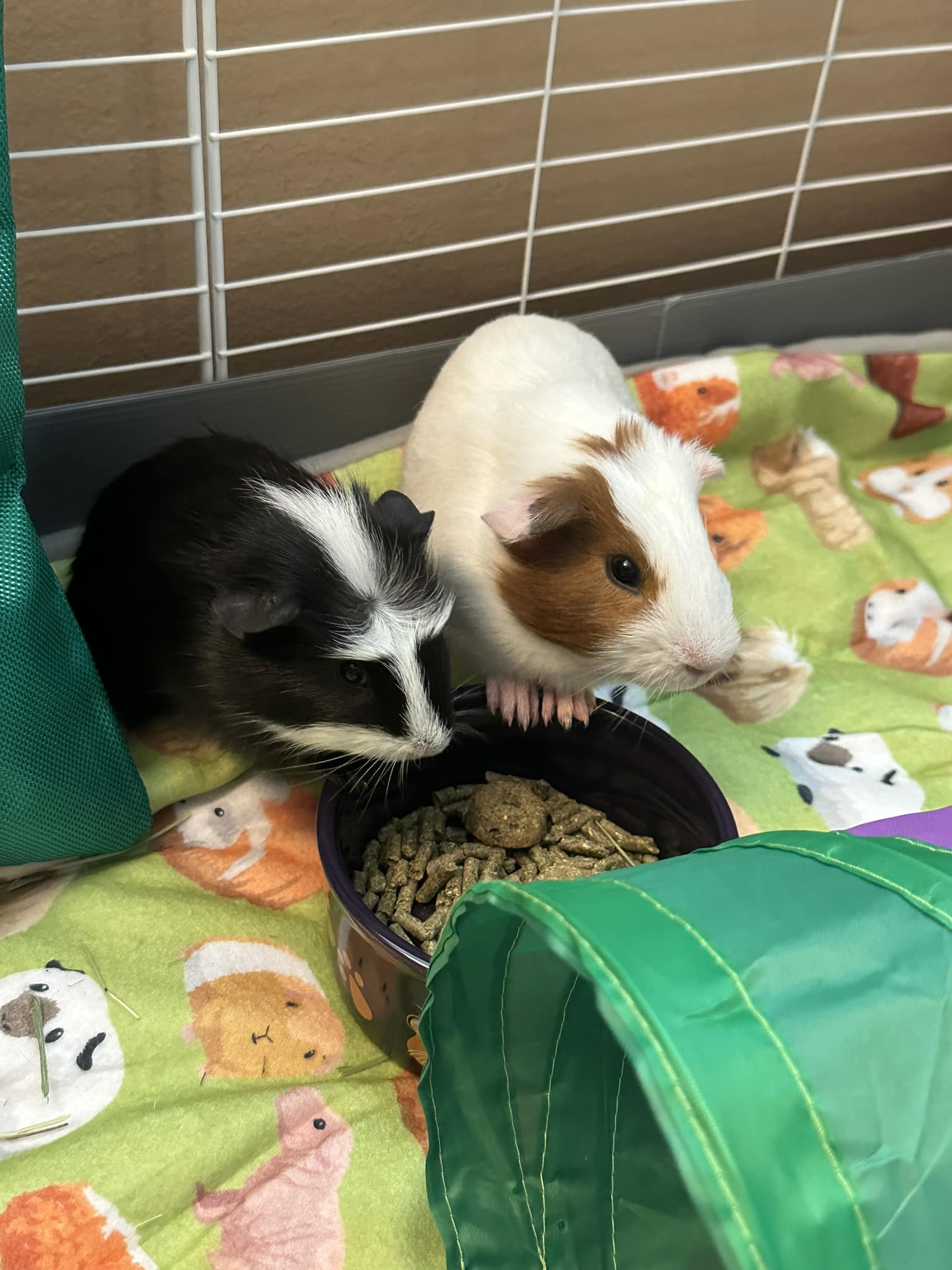 fresh vegetables and vitamin C foods for guinea pigs