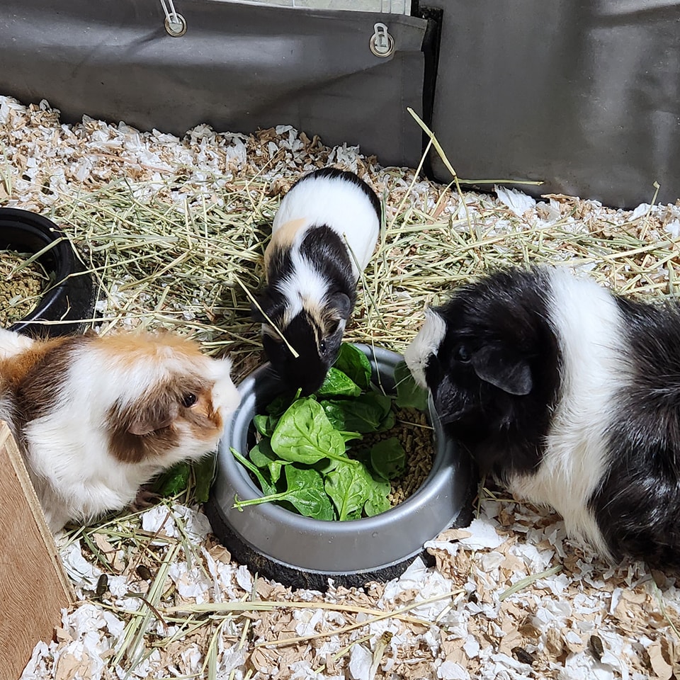 fresh vegetables for guinea pig vitamin C
