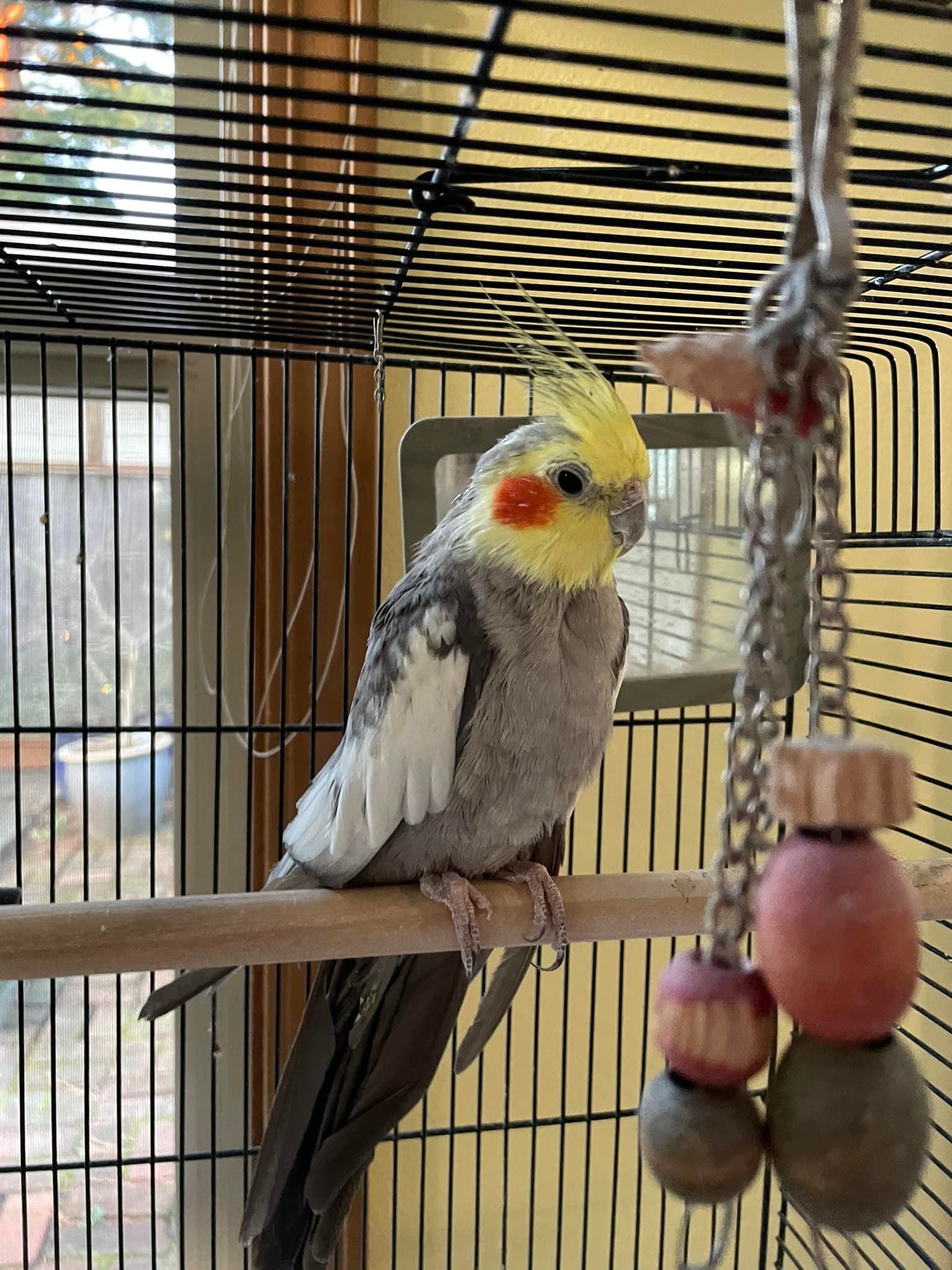 frightened cockatiel on perch uk