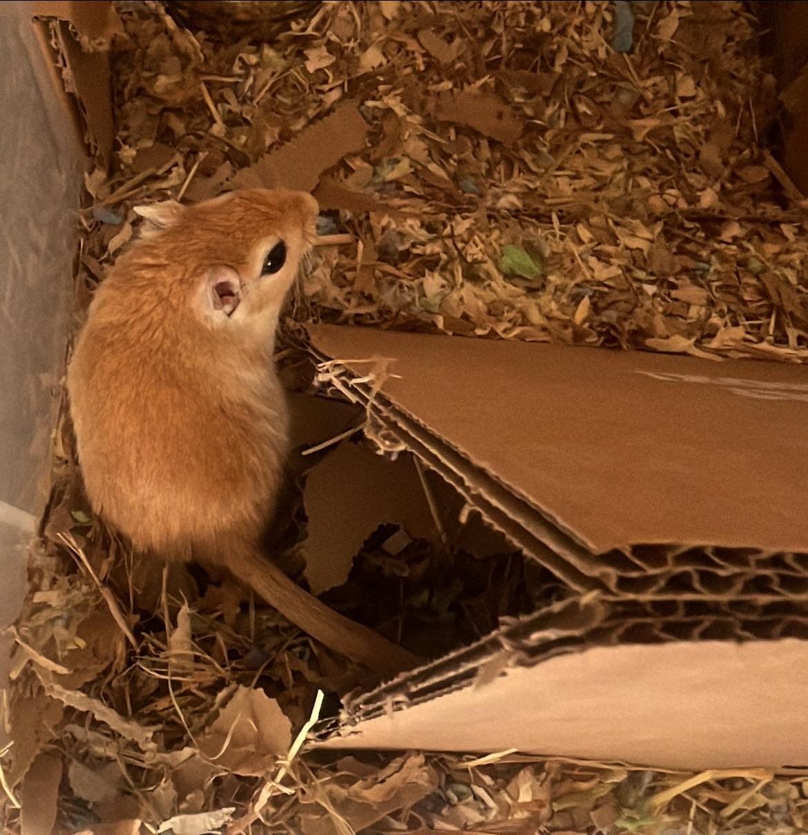 gerbil split cage introduction with mesh divider"