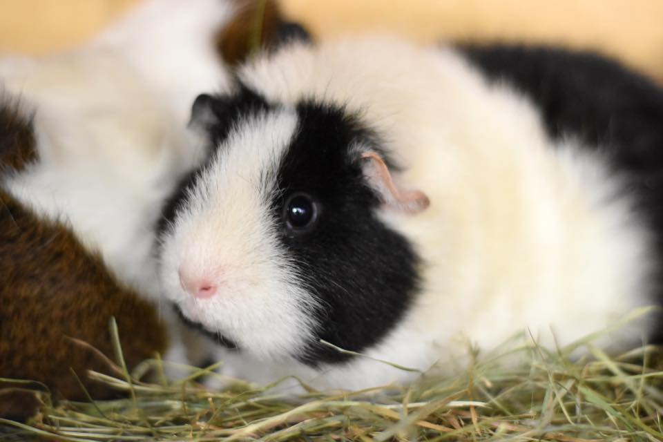 guinea pig behaviour reading signs UK