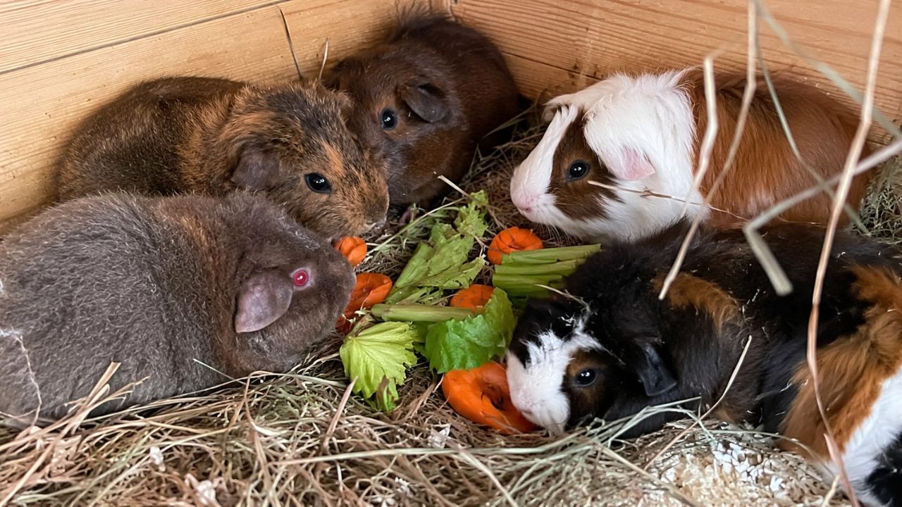 guinea pig care UK