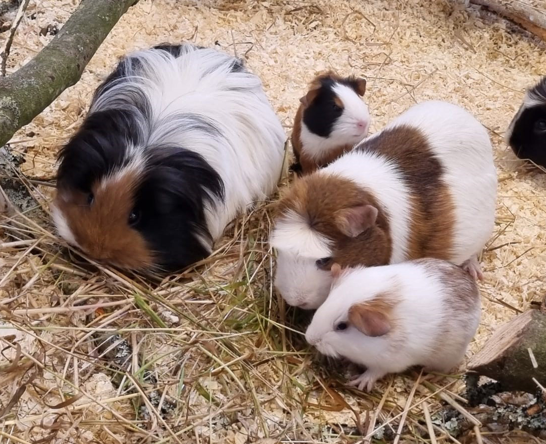 guinea pig close up looking alert at paradise pets swindon