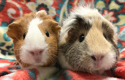 guinea pig dominance behaviour UK