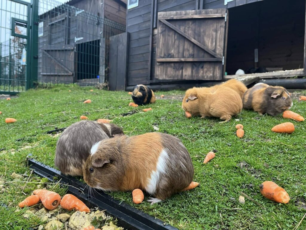 guinea pig eating vegetables UK