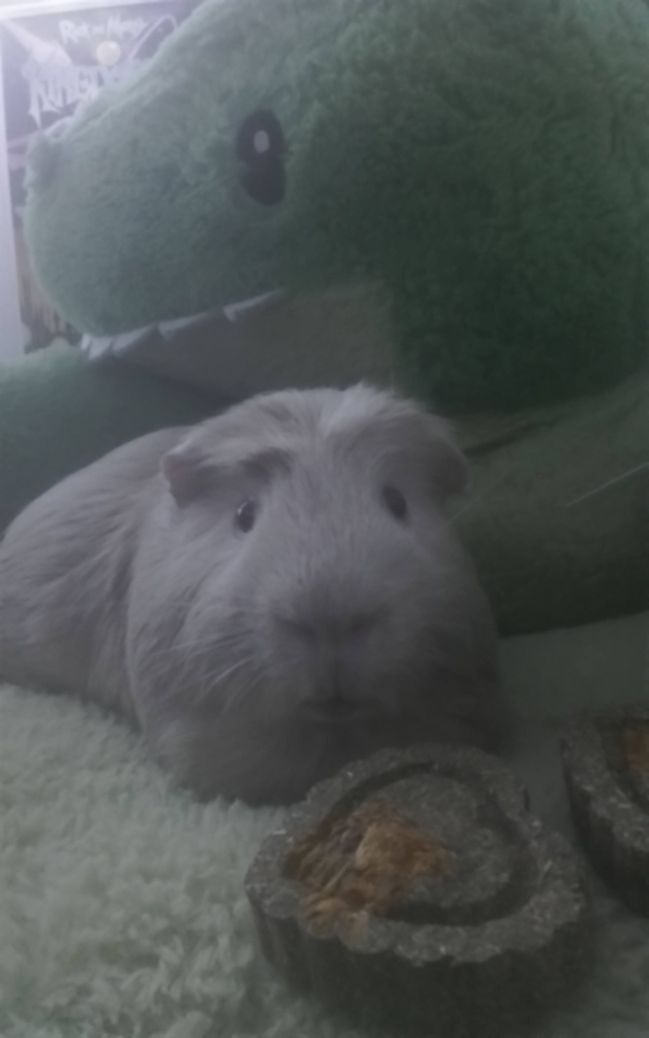 guinea pig looking startled and fearful in hutch showing distress