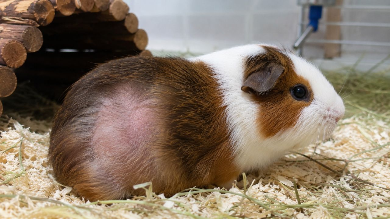 guinea pig losing hair